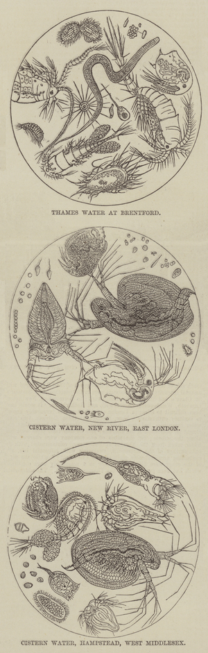 Water Magnified (engraving)