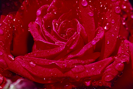 Korona Rose at WINDSOR, ENGLAND, Close-up. WINDSOR, ENGL,., 1980s (photo)