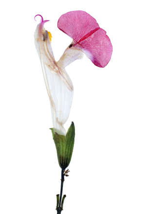 Pink and white flower, 2012 (photographic c-print)