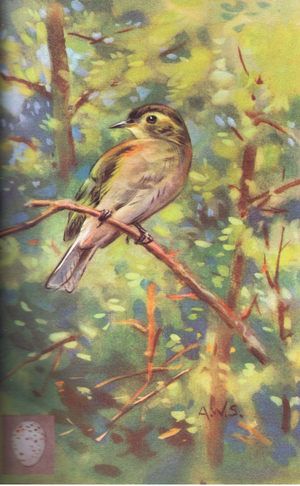 Chiffchaff (colour litho)