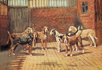 Hounds : Welsh Hounds in the pantysgallog kennel, 1934 (print)