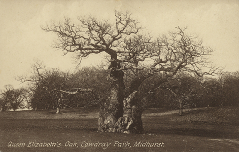 Queen Elizabeth's Oak, Cowdray Park, Midhurst (b/w photo)