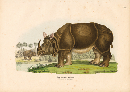 Indian Rhinoceros, 1848 (lithography)