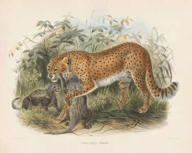 Cheetah with Cubs (Cynaelurus jubata), 1878-83 (hand-coloured litho)