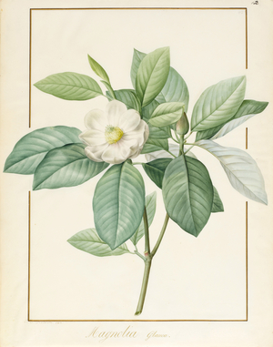Magnolia Glauca, 1811 (w/c & bodycolour over graphite on vellum)