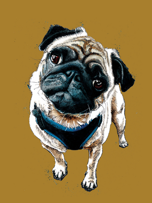 Teddy The Pug on Golden Yellow, 2020, (pen and ink)