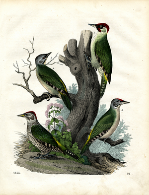 Various Woodpecker Species on a Tree Trunk (litho)