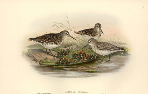 Limicola falcinellus