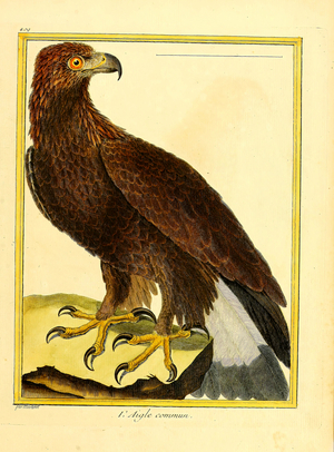 Common Eagle (print)