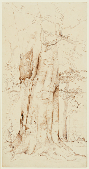 Study of the trunk of a beech tree, c.1840 (pen and brown ink over traces of graphite)