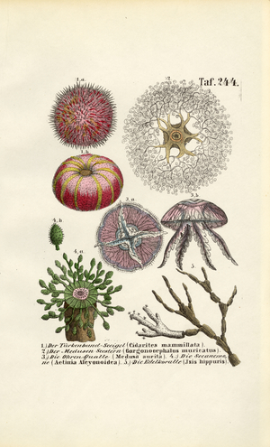 Marine Invertebrates and Cnidarians, 1850 (lithography)