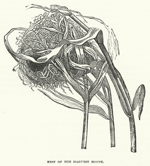 Nest of the Harvest Mouse (engraving)
