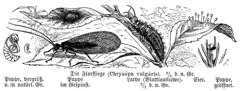Lacewing