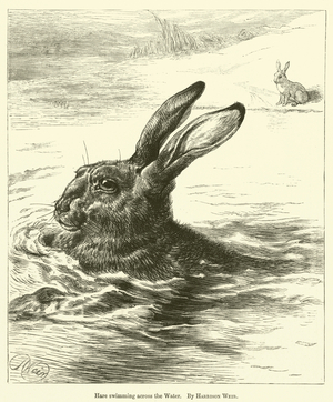 Hare swimming across the Water (engraving)