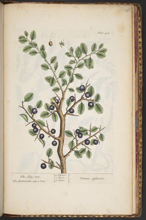 Plate 493, from 'A Curious Herbal', 1737 (coloured engraving)