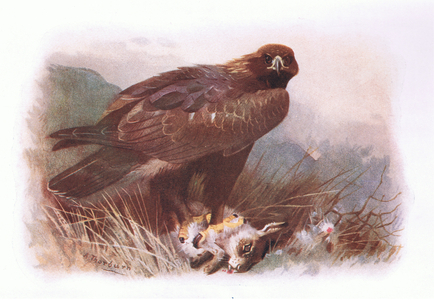 Golden Eagle, from British Birds published by Longmans, 1932 (colour litho)