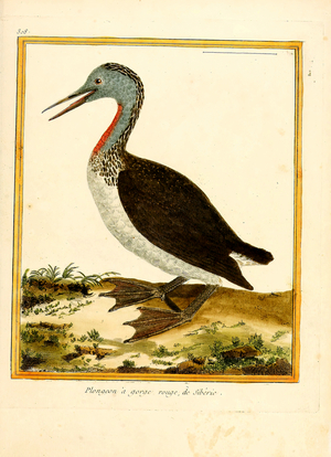 Red-throated Diver from Siberia (print)
