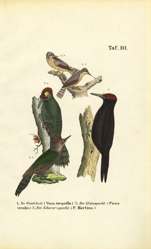 Eurasian Wryneck, European Green Woodpecker and Black Woodpecker, 1850 (lithography)