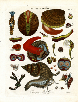 Testaceous or Shell Worms, 1810 (print)