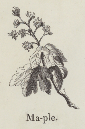 Maple (engraving)
