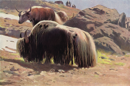 Domesticated Yak (colour litho)