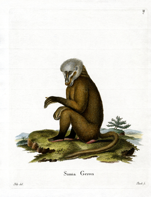 Monkey (coloured engraving)