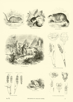 Page from The Pictorial Museum of Animated Nature (engraving)