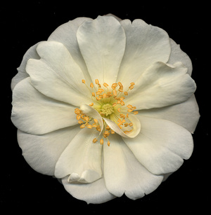 White Carpet Rose (photo)