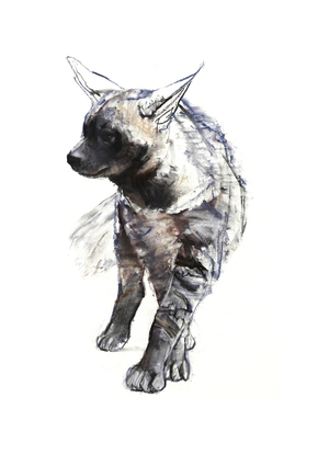 Striped Hyaena Pup, 2010 (conté and pastel on paper)