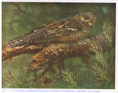 Nightjar in favourite position, illustration from 'British Birds' by Kirkman & Jourdain, 1966 (colour litho)