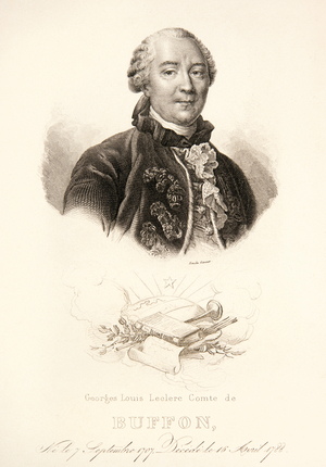 Portrait of Buffon, 18th century (Engraving)