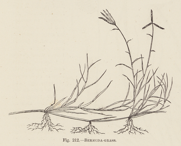 Bermuda-grass (engraving)