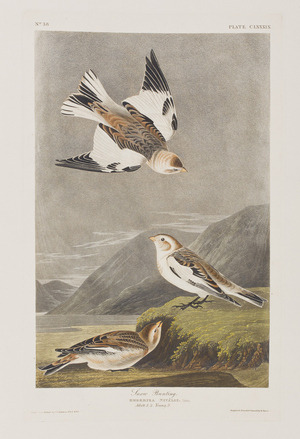 Illustration from 'Birds of America', 1827-38 (hand-coloured engraving & aquatint)