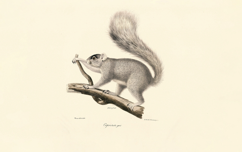 Eastern Gray Squirrel, 1824 (hand-coloured litho)
