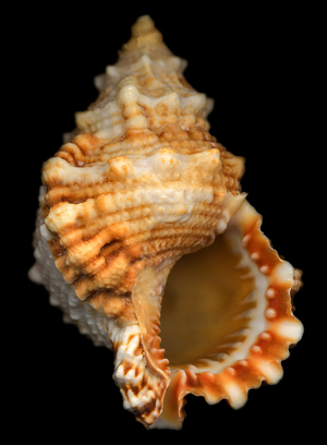 Red Mouth Frog shell (photo)