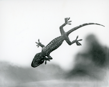 A Gecko seen from below as it climbs on glass, showing its specialized foot pads, London Zoo, August 1928 (b/w photo)