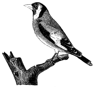 Goldfinch