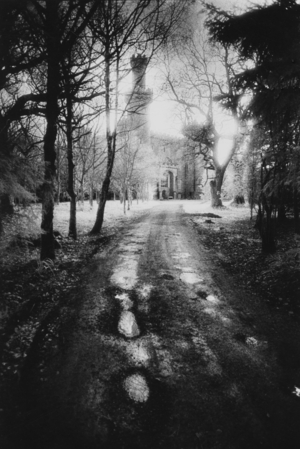 Charleville Forest, County Offaly, Ireland (b/w photo)