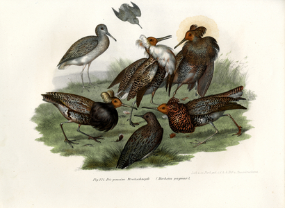 Ruff, 1864 (colour litho)