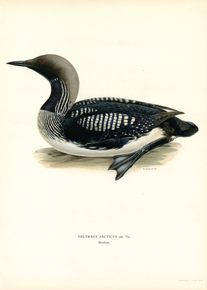 Arctic Loon (colour litho)