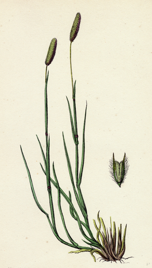 Phleum Pratense Var. Nodosum Common Timothy-Grass Var. B.