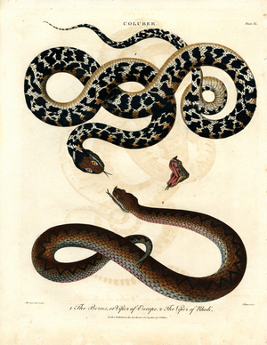 Coluber: European Viper and Viper of Rhodes, 1810 (print)