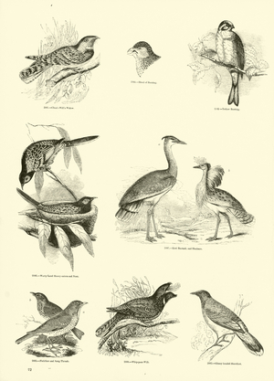 Page from The Pictorial Museum of Animated Nature (engraving)