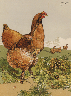 Cinnamon Cochin Hen (chromolitho)