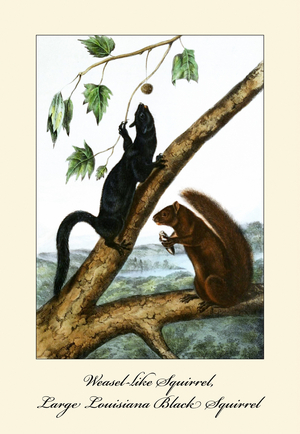 Weasel like Squirrel, Large Louisiana Black Squirrel