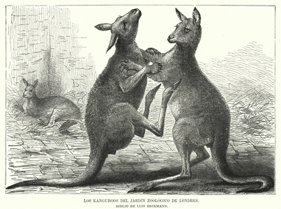 Kangaroos at London Zoo (litho)