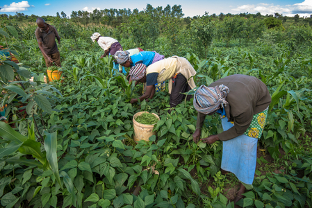 Bean harvest in Machakos, Kenya (photo)