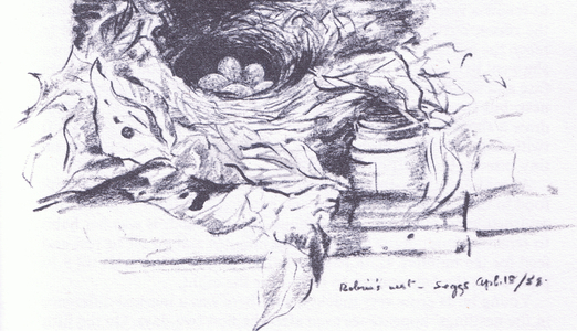 Robins nest with eggs, from Wanderers of the Field pub.by Routledge and Kegan Paul, 1959 (litho)
