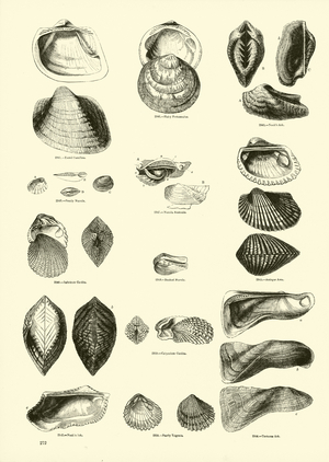 Page from The Pictorial Museum of Animated Nature (engraving)