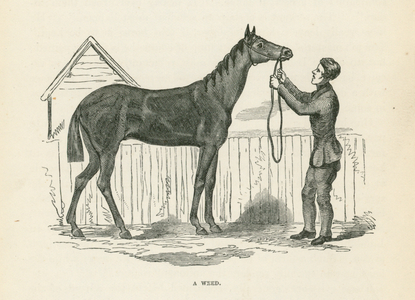 A Weed (engraving)